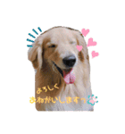 ゴールデンレトリバー （ハルくん）（個別スタンプ：13）