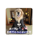 ゴールデンレトリバー （ハルくん）（個別スタンプ：16）