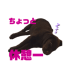 せぶのいもうと あるゔぁ（個別スタンプ：1）