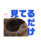 せぶのいもうと あるゔぁ（個別スタンプ：2）