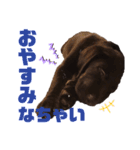 せぶのいもうと あるゔぁ（個別スタンプ：14）