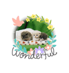 ハチワレ コタロー4（個別スタンプ：4）