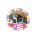 ハチワレ コタロー4（個別スタンプ：6）