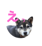 黒柴わんこのこてつくん（個別スタンプ：1）