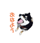 黒柴わんこのこてつくん（個別スタンプ：6）