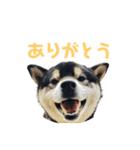 黒柴わんこのこてつくん（個別スタンプ：9）