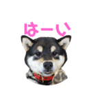 黒柴わんこのこてつくん（個別スタンプ：14）