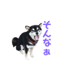 黒柴わんこのこてつくん（個別スタンプ：15）