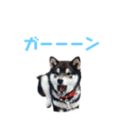 黒柴わんこのこてつくん（個別スタンプ：16）