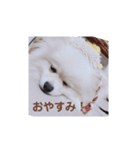～もこちゃんスタンプ～（個別スタンプ：2）