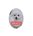 ～もこちゃんスタンプ～（個別スタンプ：7）