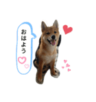 豆柴の生活1（個別スタンプ：2）
