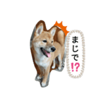 豆柴の生活1（個別スタンプ：6）