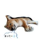 豆柴の生活1（個別スタンプ：7）
