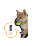 豆柴の生活1（個別スタンプ：8）