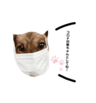 pocky"（個別スタンプ：1）