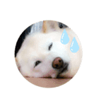 我が家の愛犬リン（個別スタンプ：1）