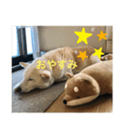 我が家の愛犬リン（個別スタンプ：2）