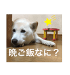 我が家の愛犬リン（個別スタンプ：3）