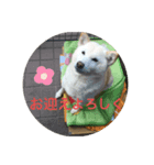 我が家の愛犬リン（個別スタンプ：4）