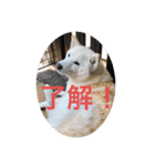 我が家の愛犬リン（個別スタンプ：5）