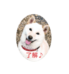 我が家の愛犬リン（個別スタンプ：6）