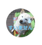 我が家の愛犬リン（個別スタンプ：7）