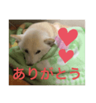 我が家の愛犬リン（個別スタンプ：8）