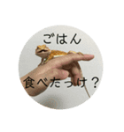 フトアゴベビーのろこちゃん（個別スタンプ：4）