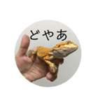 フトアゴベビーのろこちゃん（個別スタンプ：5）