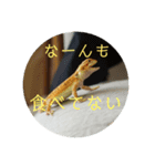 フトアゴベビーのろこちゃん（個別スタンプ：6）