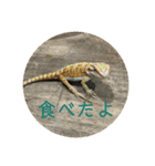 フトアゴベビーのろこちゃん（個別スタンプ：7）