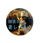 フトアゴベビーのろこちゃん（個別スタンプ：8）