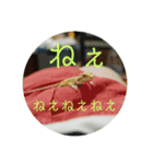 フトアゴベビーのろこちゃん（個別スタンプ：9）