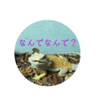 フトアゴベビーのろこちゃん（個別スタンプ：10）