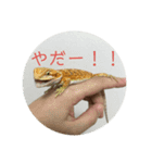 フトアゴベビーのろこちゃん（個別スタンプ：12）
