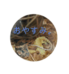 フトアゴベビーのろこちゃん（個別スタンプ：15）