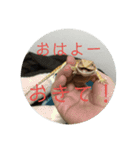 フトアゴベビーのろこちゃん（個別スタンプ：16）