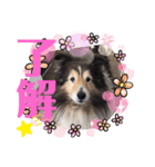 ジャスティーくん（個別スタンプ：8）