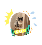 ハチワレ コタロー5（個別スタンプ：2）