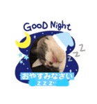 ハチワレ コタロー5（個別スタンプ：4）
