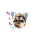 POLOくん（個別スタンプ：2）