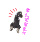 POLOくん（個別スタンプ：6）
