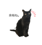 うちの猫 三銃士（個別スタンプ：4）