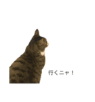 うちの猫 三銃士（個別スタンプ：7）