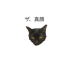うちの猫 三銃士（個別スタンプ：8）
