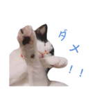 ちい＆もうスタンプ（個別スタンプ：7）