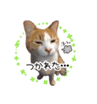ちい＆もうスタンプ（個別スタンプ：10）
