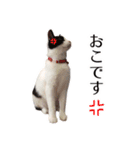 ちい＆もうスタンプ（個別スタンプ：13）