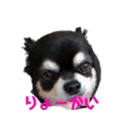 黒チワワ ゆっちゃん（個別スタンプ：1）
